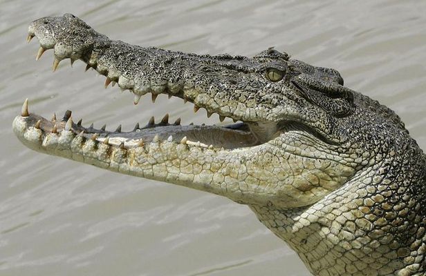 Crocodiles Park Ticket With Transfers