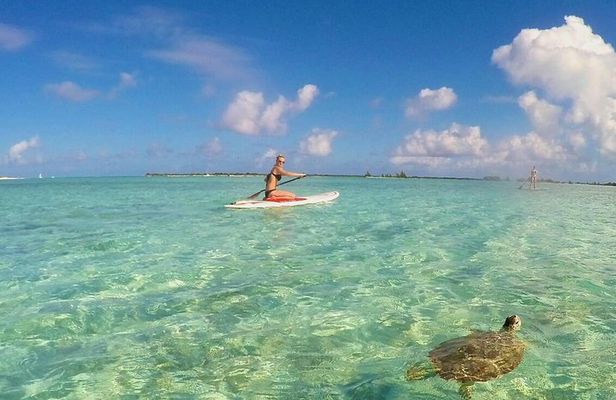 Turtle Eco Tour on Stand-Up Paddleboards or Kayaks into the National Marine Park