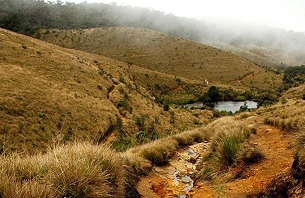Horton Plains-World's End Tour and Tea Factory Tour From Nuwaraeliya