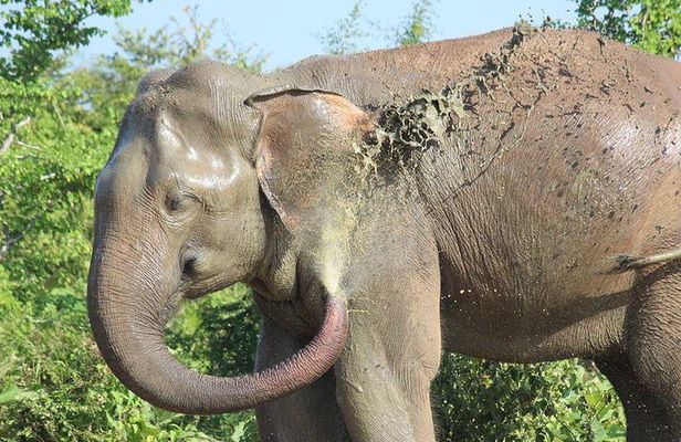 Private Half Day Safari in Udawalawe National Park