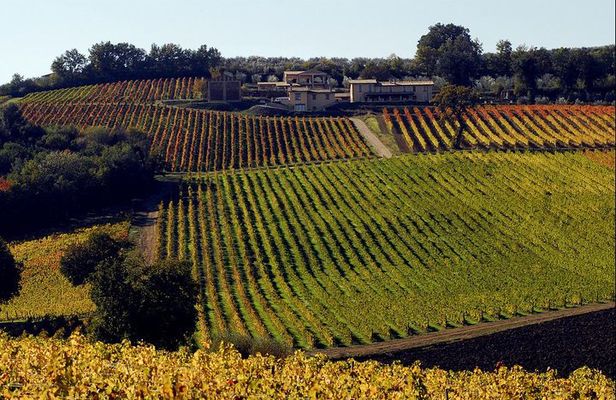 Wine tour in Umbria along the Sagrantino trail with light lunch