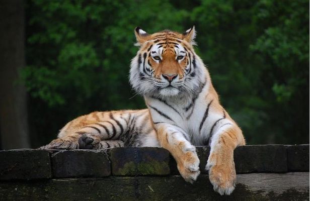 11 Days Delhi Agra Ranthambore Udaipur Jaipur Delhi Tour