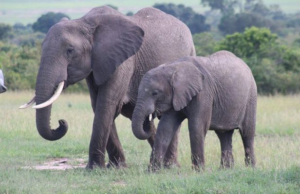 3 days masai mara safari from Nairobi