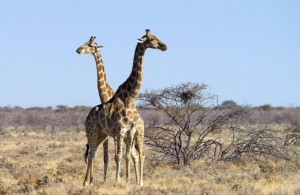 4 Day Etosha National Park and Swakopmund Camping
