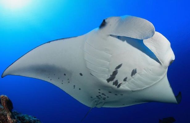 Snorkel with Manta Rays Guaranteed