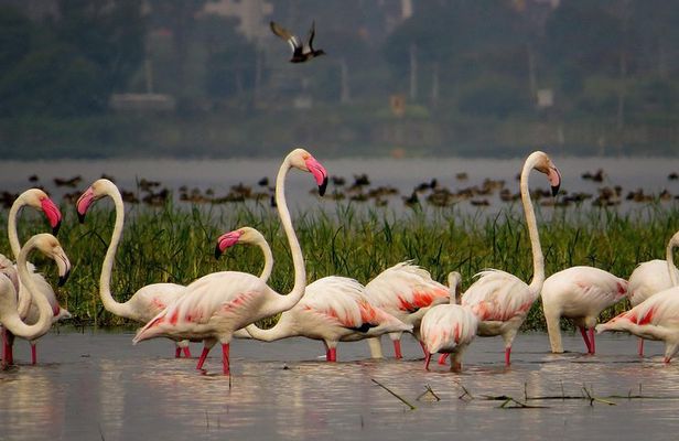 Private Tour: Full-Day Bird Safari Excursion to Bhigwan from Pune