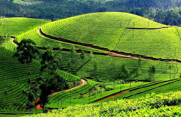Private Day Trip to Munnar from Kochi (Cochin)