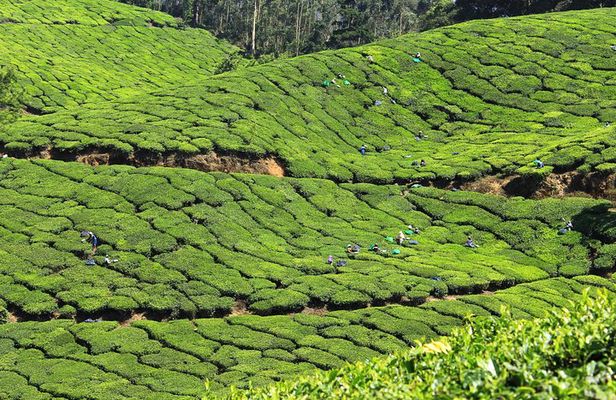 Best of Kerala 7 Days Private Tour from Cochin with Munnar ,Thekkady & Houseboat