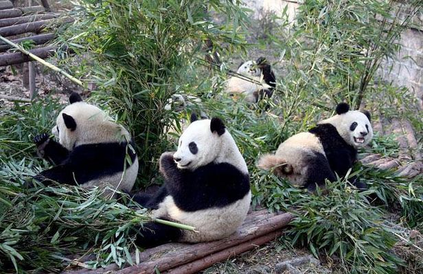 Private Family Tour to see Pandas and China's Golden Cities
