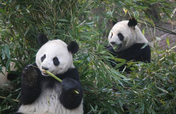 11-Day China Tour of Small Group to Beijing, Xian, Chengdu, Shanghai