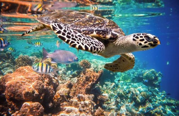 Underwater Maya Snorkeling Tour