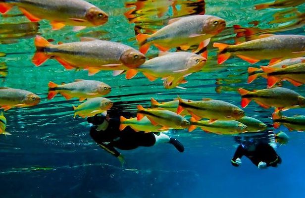 Skip the Line:Recanto Ecologico Rio da Prata Ticket including Trail & Snorkeling