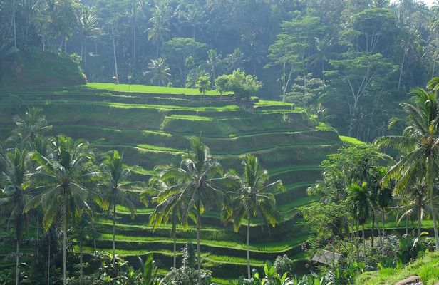 Best of Bali Private Shore Excursions