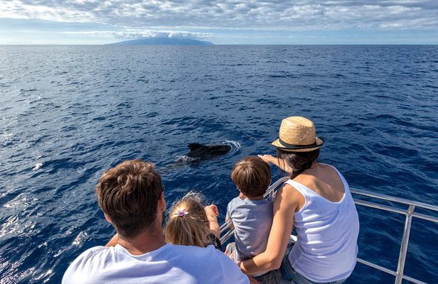 Whales & Dolphins watching in exclusive sailboat