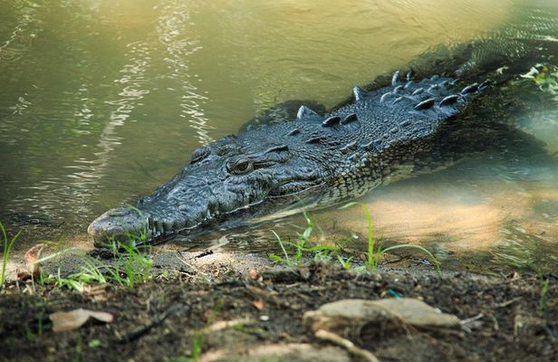 Puerto Angel Exotic Animal Wildlife Experience