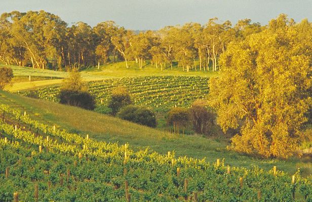 Swan Valley Private Tour