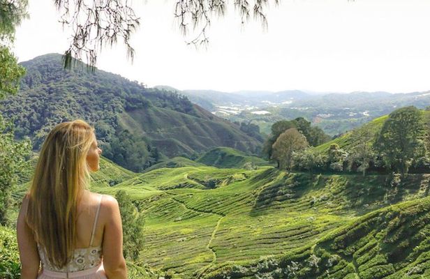 Full Day Tour to Cameron Highlands with Batu Caves Stopover