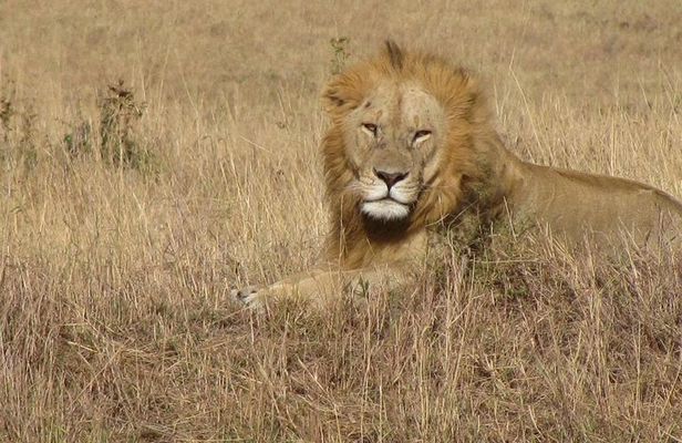 Lake Nakuru National Park - Full Day Tour