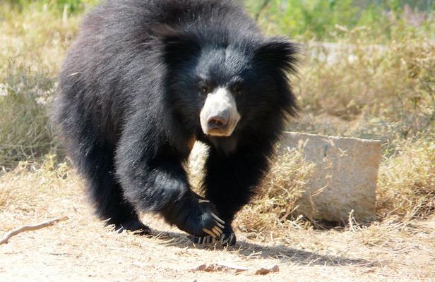 Bear Rescue Center and Wonderful Taj Mahal