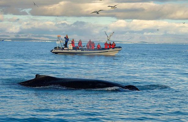 RIB Whale Watching Small-Group Boat Tour from Reykjavik