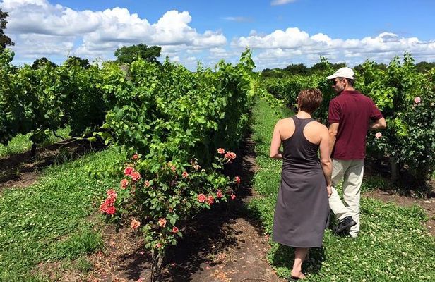 Uruguay Winery Visit and lunch with Wines!