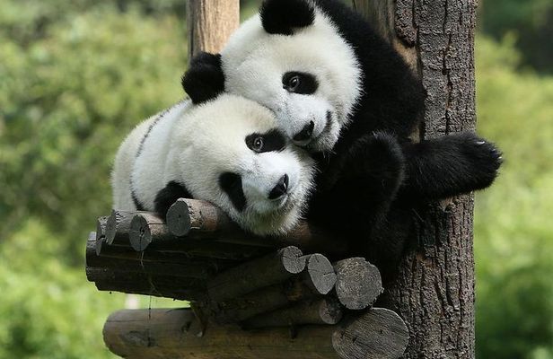 One-Day Private Panda Tour Of Chengdu