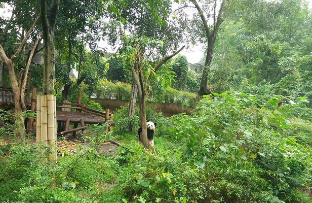 All-Inclusive Chengdu Highlight Panda Trip and Customizable Sites