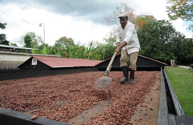 Cacao Plantation and Chocolate Factory Tour- Chocolate Lovers