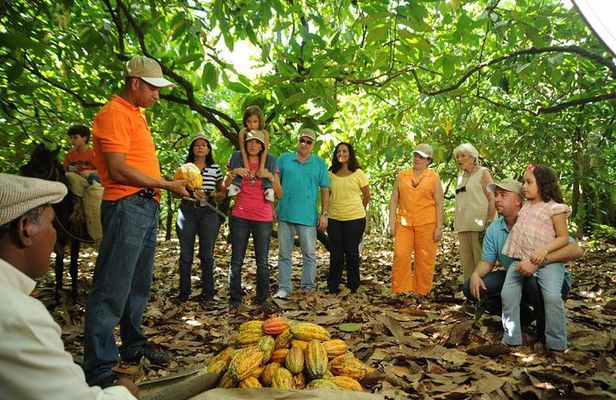 Cacao Plantation and Chocolate Factory Tour- Classic