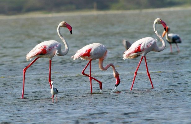 Half Day Safari at Bundala National Park