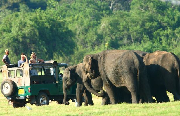 From Anuradhapura: Minneriya National Park Private Jeep Safari