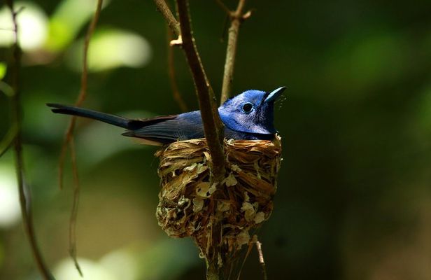 All Inclusive - Private Overnight Rain forest adventure in Sinharaja