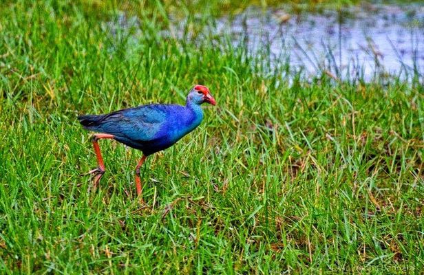 Exclusive : Muthurajawela Bird Watching Tour