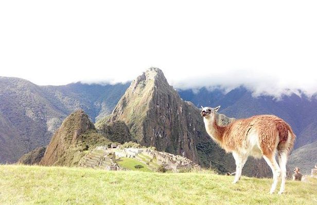 Small-Group Day Tour to Machu Picchu