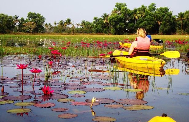 Goa Kayaking Sal Backwaters Mangroves Magic!