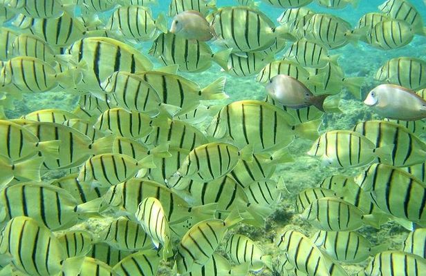 Pelican Rock Snorkeling and Sightseeing Adventure