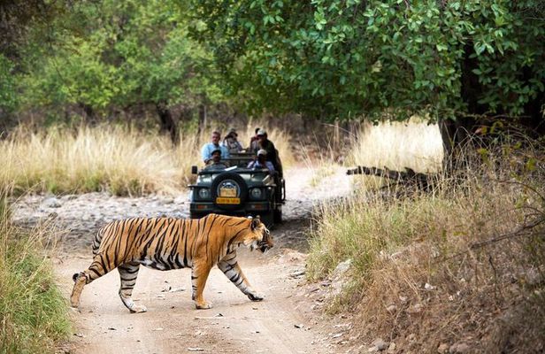 4 Days Jaipur, Ranthambore, Agra Tour including Safari & Hotels
