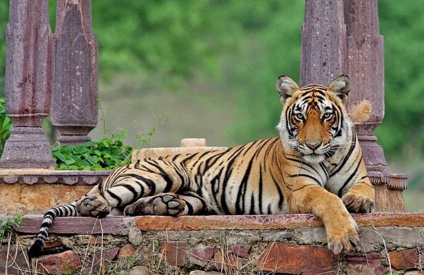Ranthambore Wildlife Safari Tour From Jaipur Including Transfers