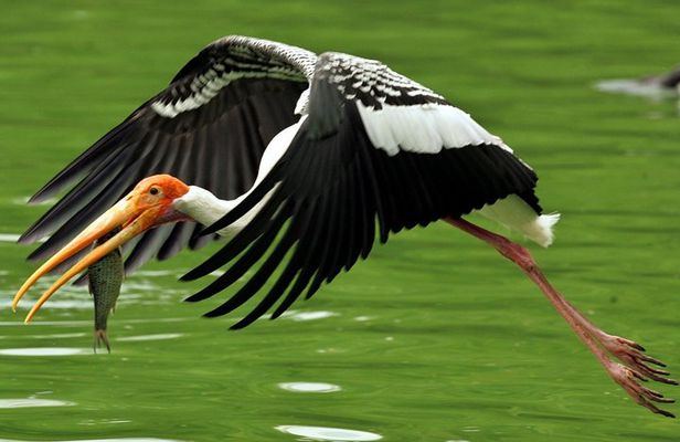 Guided Keoladeo Bird National Park Tour in Bharatpur from Jaipur