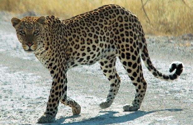 Exclusive Safari at Jhalana Leopard Park Including Transfers