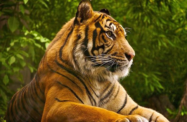 2 Days: Ranthambore Tiger Safari From Jaipur With Hotel & Safari