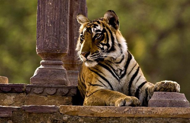 2 Days: Ranthambore Tiger Safari From Jaipur With Drop At Agra