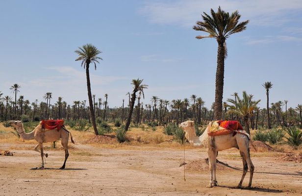 Palmeraie Sunset Camel Ride Experience from Marrakech