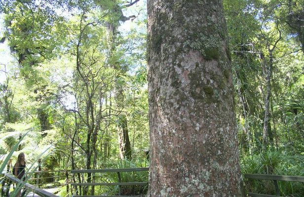 Private Shore Excursion - The Giant Kauris and Glowworms' Cave