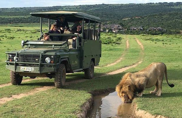 Day Safari at Pumba Private Game Reserve