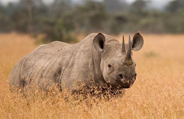 3-Day Tarangire, Ngorongoro Crater, Manyara Park