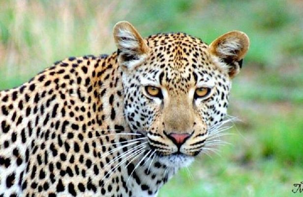 One Night Leopard Tour of Kruger National Park from Nelspruit