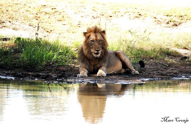 2 Nights Lion King Safari to Kruger from Nelspruit
