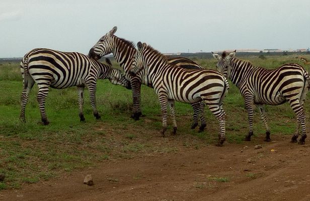 Half Day Nairobi National park