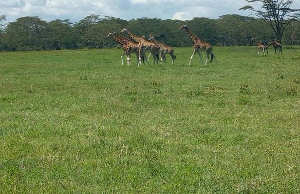 Full-Day Lake Nakuru National Park Private Tour from Nairobi